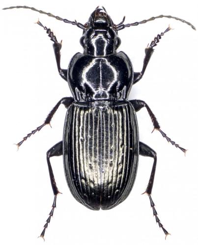 Pterostichus yvanii